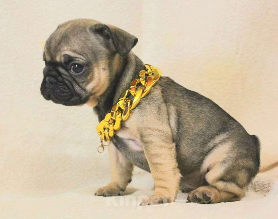 Собаки в Москве: Очаровательная девочка Девочка, 130 000 руб. - фото 2