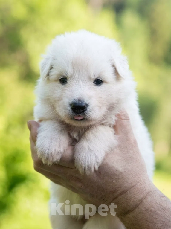 Собаки в Москве: Щенки белой швейцарской овчарки Разнополые, 95 000 руб. - фото 2