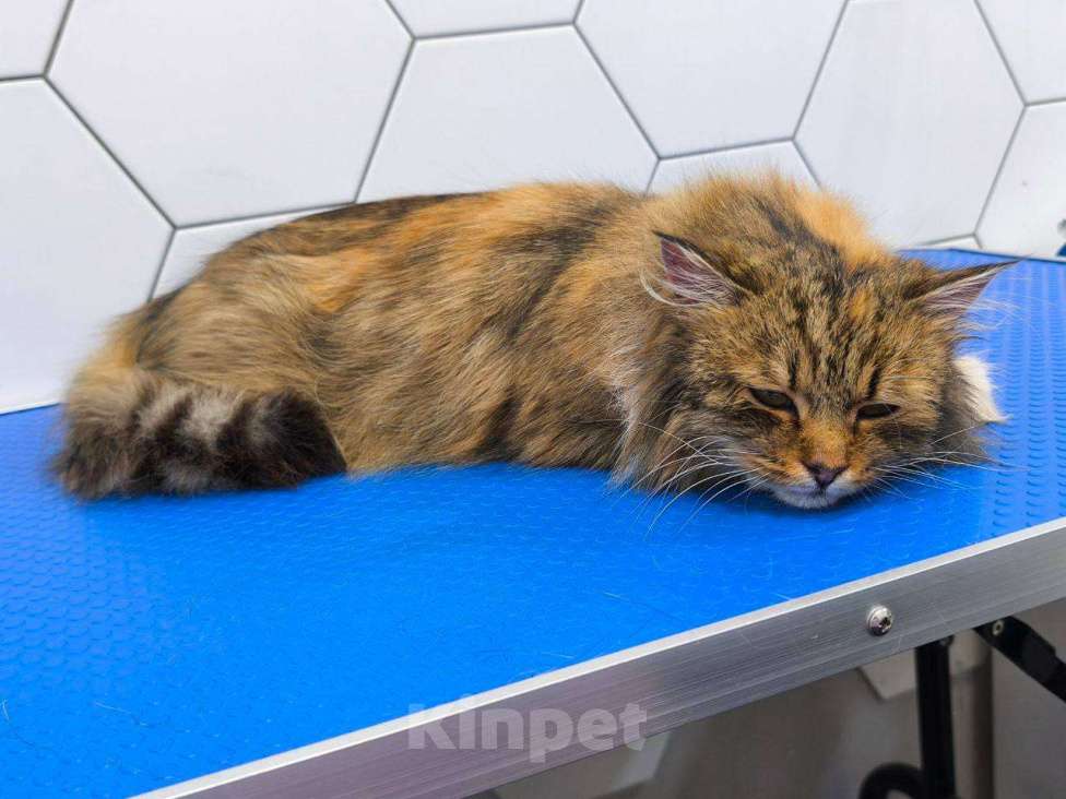 Кошки в Санкт-Петербурге: Очень ласковая молодая кошка. Пушистая. Кастрирована и привита. Девочка, Бесплатно - фото 1