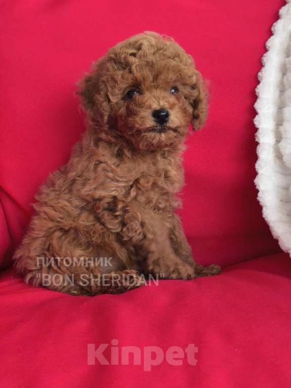 Собаки в Пушкино: Мини девочка пудель тикап Девочка, 130 000 руб. - фото 1