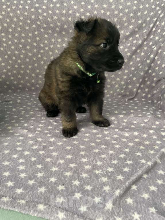 Собаки в Орле: Щенки немецкой овчарки рабочего разведения Разнополые, 50 000 руб. - фото 4