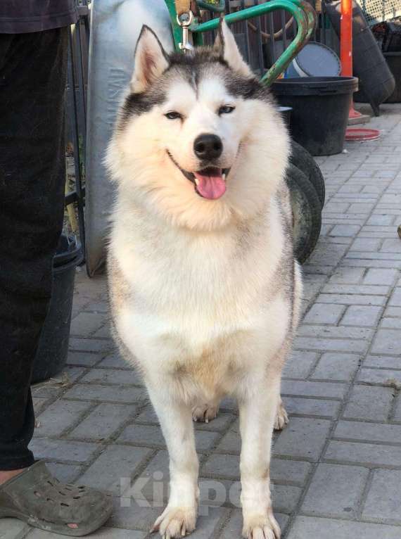 Собаки в Краснодаре: Хаски Мелисса ищет дом Девочка, 10 руб. - фото 5