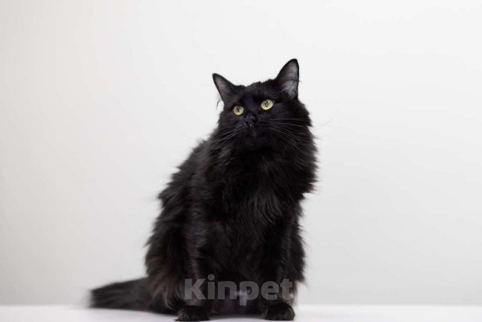 Кошки в Москве: Кошка Текила в добрые руки Девочка, Бесплатно - фото 2