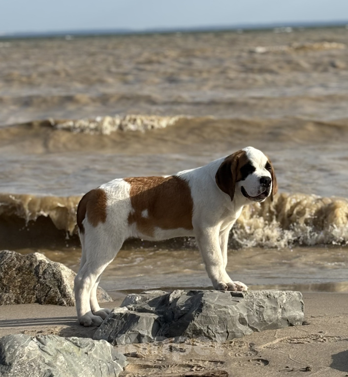 Собаки в Новосибирске: Щенок сенбернара Девочка, 80 000 руб. - фото 7