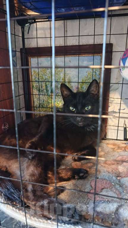 Кошки в Санкт-Петербурге: Флорида Девочка, Бесплатно - фото 4