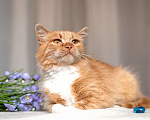 Кошки в Москве: Рыжая ласковая кошка Лисена в добрые руки Девочка, 1 руб. - фото 3