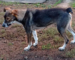 Собаки в Краснодаре: СУПЕР ДЖЕМ Мальчик, Бесплатно - фото 5