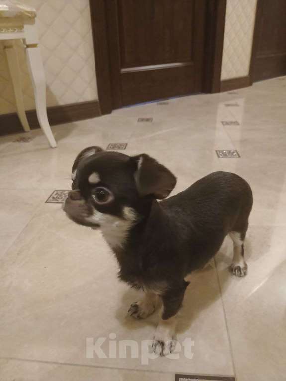 Собаки в Одинцово: Продам щенка чихуахуа Мальчик, 50 000 руб. - фото 2