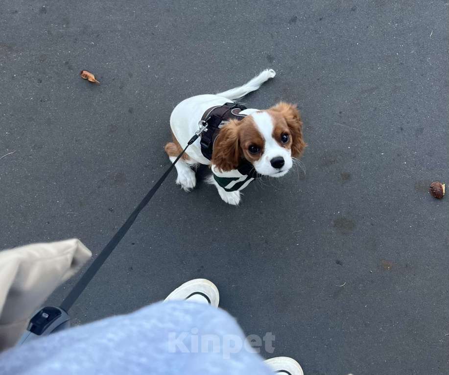 Собаки в Москве: Продается кавалерчик 5 месяцев в любящую семью  Мальчик, 60 000 руб. - фото 3