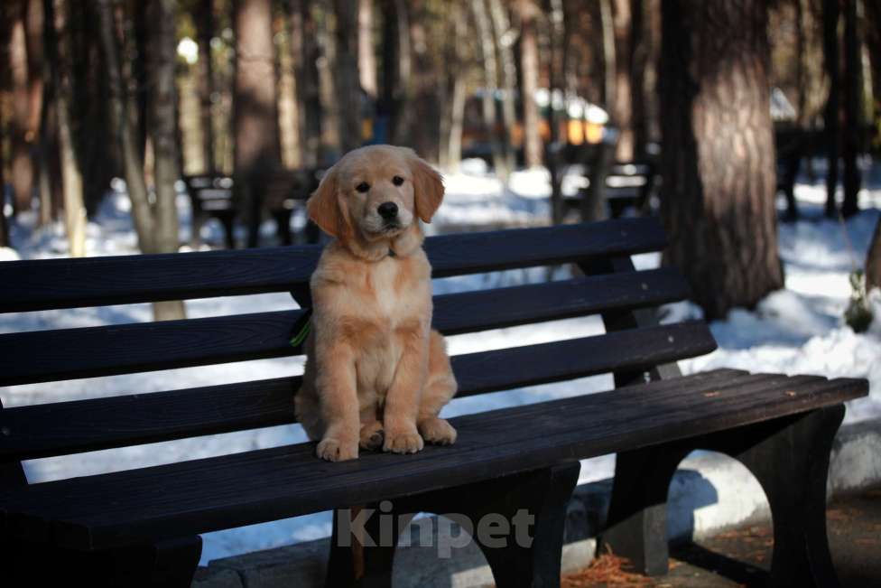 Собаки в Москве: Золотистый ретривер  Девочка, 80 000 руб. - фото 5