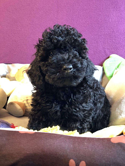 Красивые малыши той пуделя.