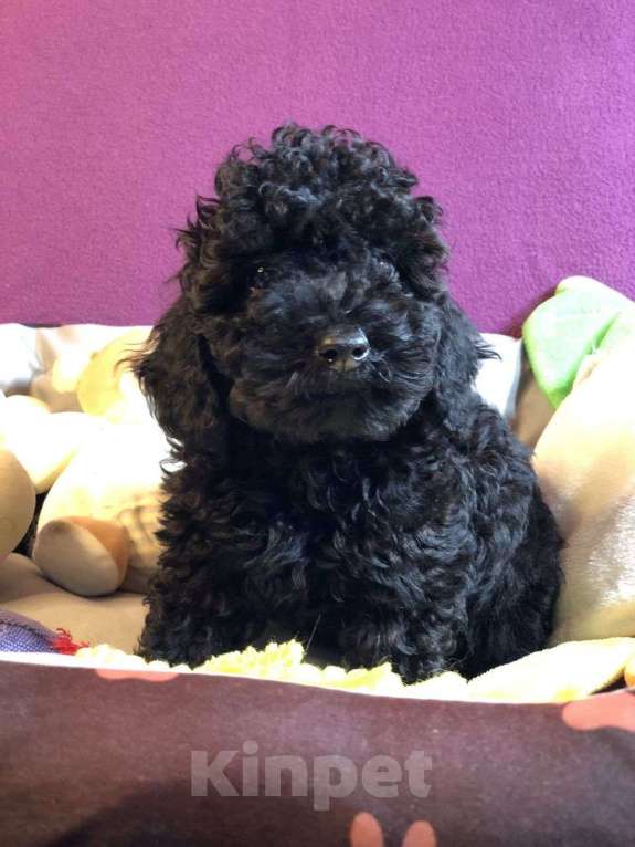 Собаки в Москве: Красивые малыши той пуделя. Мальчик, 75 000 руб. - фото 1