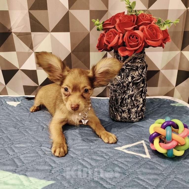 Собаки в Тюмени: Девочка тоечка Девочка, 55 000 руб. - фото 7