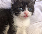 Кошки в Туапсе: Котятки в добрые руки Мальчик, Бесплатно - фото 3
