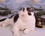 Кошки в Санкт-Петербурге: Молодой британский котик закончил племпрограмму питомника Мальчик, 5 000 руб. - фото 7
