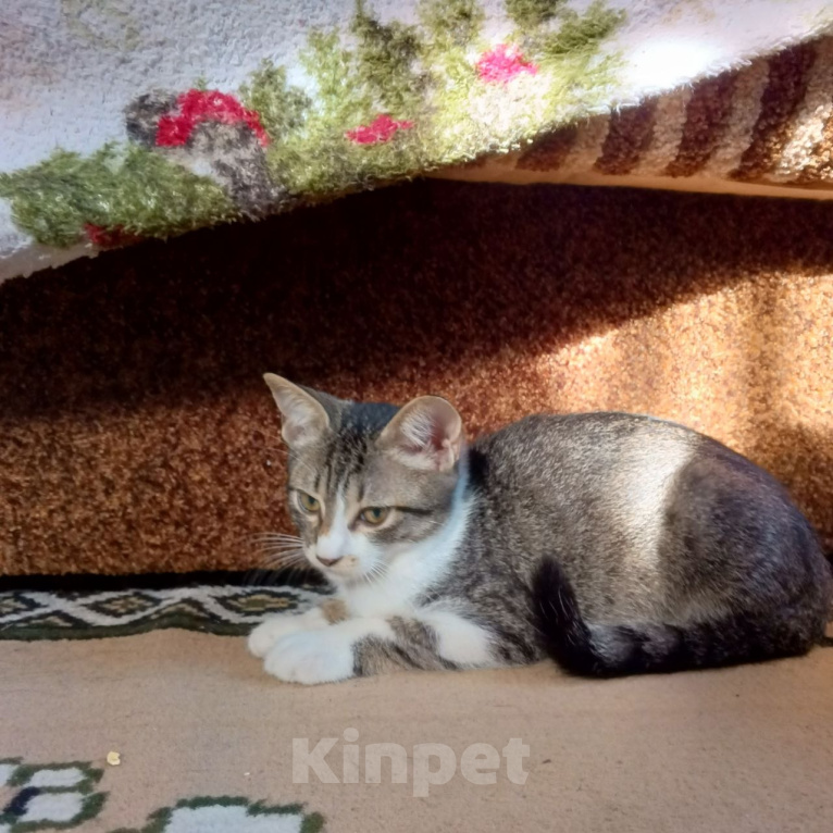 Кошки в Симферополе: Пожалейте котенка! Нужно срочно найти ей дом! В добрые руки! Девочка, Бесплатно - фото 2