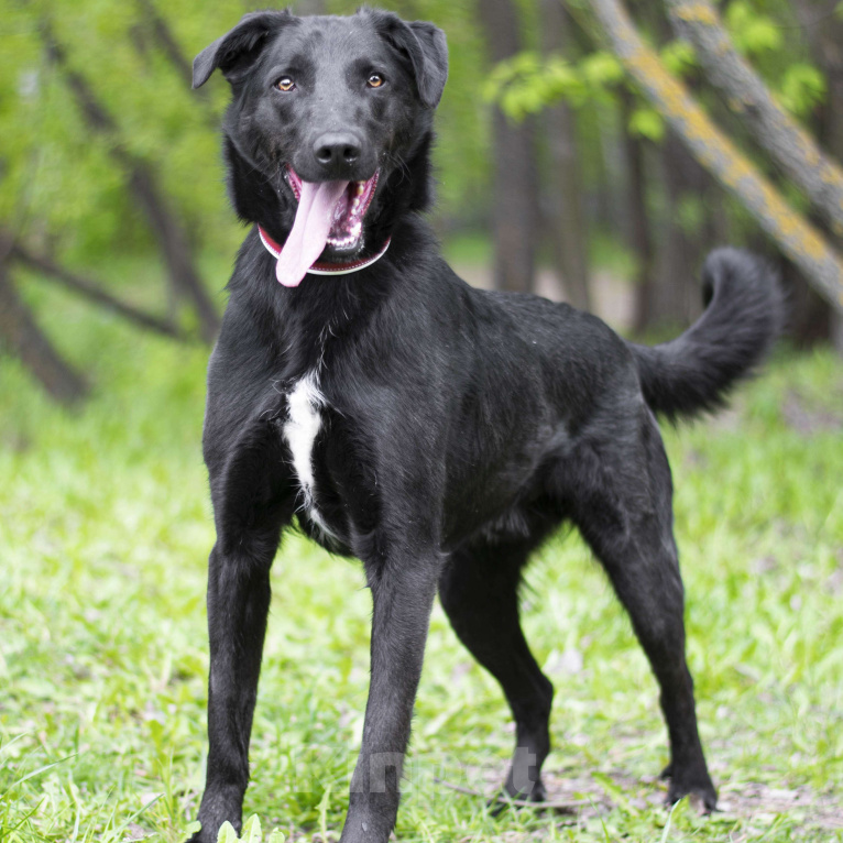 Собаки в Москве: Чоджи  Мальчик, Бесплатно - фото 3