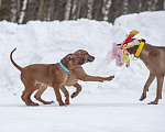 Собаки в Москве: Родезийский риджбек Мальчик, Бесплатно - фото 3