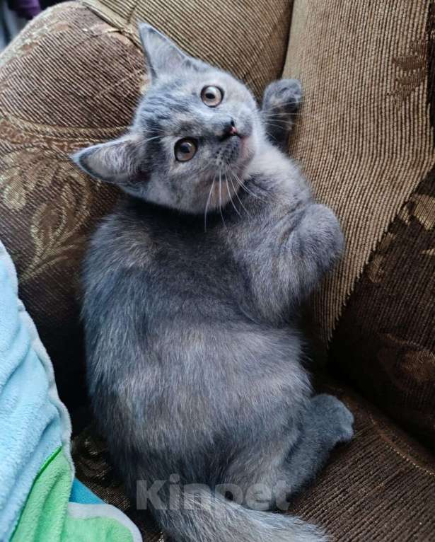 Кошки в Москве: Шотландская прямоухая короткошерстная Девочка, Бесплатно - фото 3