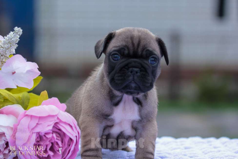 Собаки в Пензе: Щенки французского бульдога Девочка, 80 000 руб. - фото 3