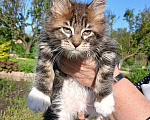 Кошки в Новоалександровске: Чистокровные котята мейн-кун 🐾 Мальчик, 30 000 руб. - фото 1