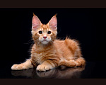 Кошки в Владивостоке: Котята Мейн Кун питомник Magnificent_cat Мальчик, 80 000 руб. - фото 1