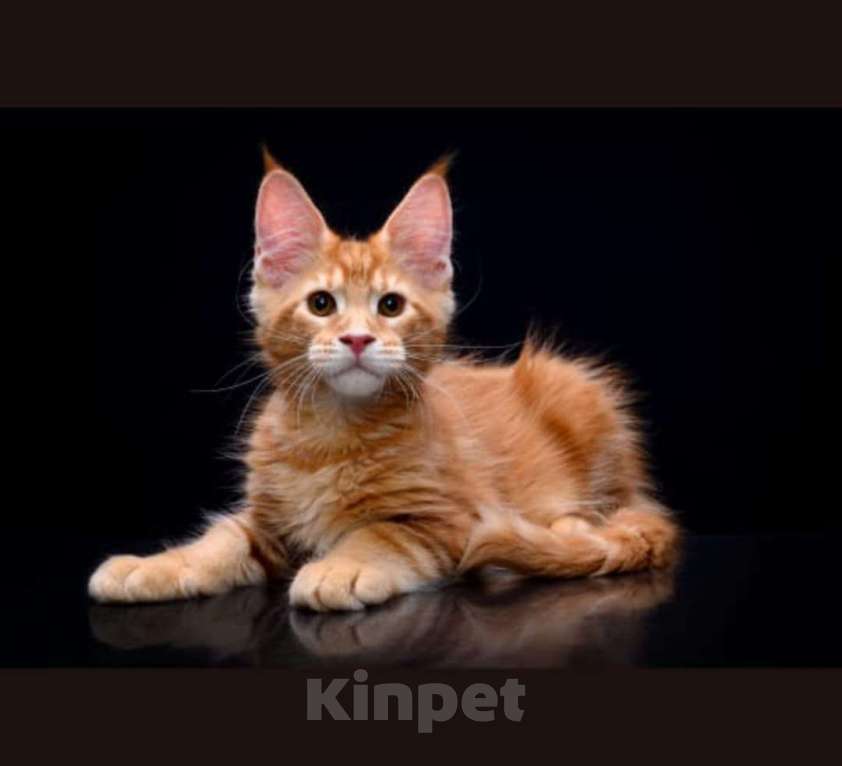 Кошки в Владивостоке: Котята Мейн Кун питомник Magnificent_cat Мальчик, 80 000 руб. - фото 1