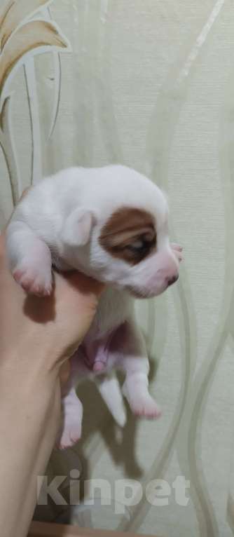 Собаки в Москве: ПРОДАМ ЩЕНКОВ ПОРОДЫ ДЖЕК РАССЕЛ ТЕРЬЕР Мальчик, 25 000 руб. - фото 4