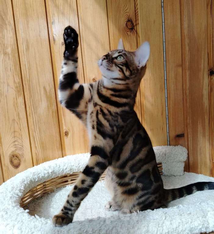 Кошки в Москве: Срочная продажа котенок девочка-подросток Девочка, Бесплатно - фото 6