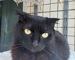 Кошки в Санкт-Петербурге: Кошечка Девочка, Бесплатно - фото 3