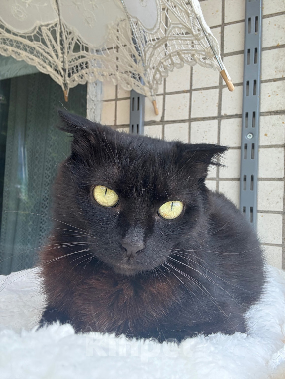 Кошки в Санкт-Петербурге: Кошечка Девочка, Бесплатно - фото 3