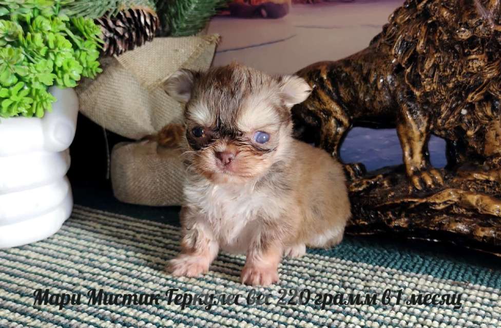 Собаки в Санкт-Петербурге: Микро чихуахуа 220 грамм Геркулес Мальчик, 150 000 руб. - фото 1