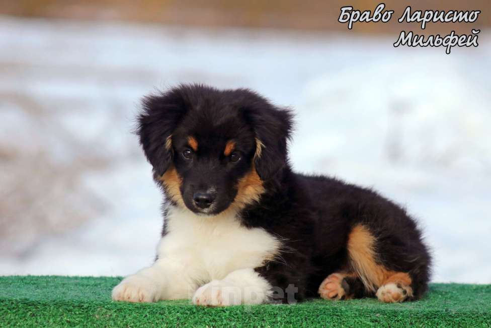 Собаки в Рязани: Питомник РКФ . щенки миниауси Мальчик, 80 000 руб. - фото 4