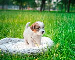 Собаки в Санкт-Петербурге: Щенок Джек Рассел терьер Девочка, Бесплатно - фото 1