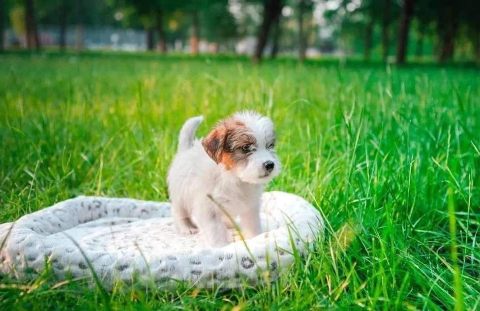 Собаки в Санкт-Петербурге: Щенок Джек Рассел терьер Девочка, Бесплатно - фото 1