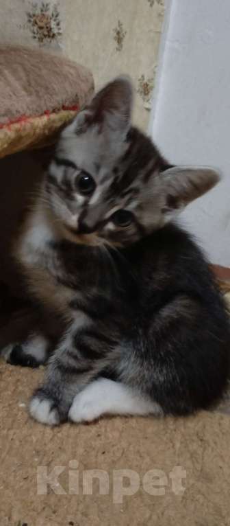 Кошки в Севастополе: Котёнок полосатый, серый. Мальчик, Бесплатно - фото 4