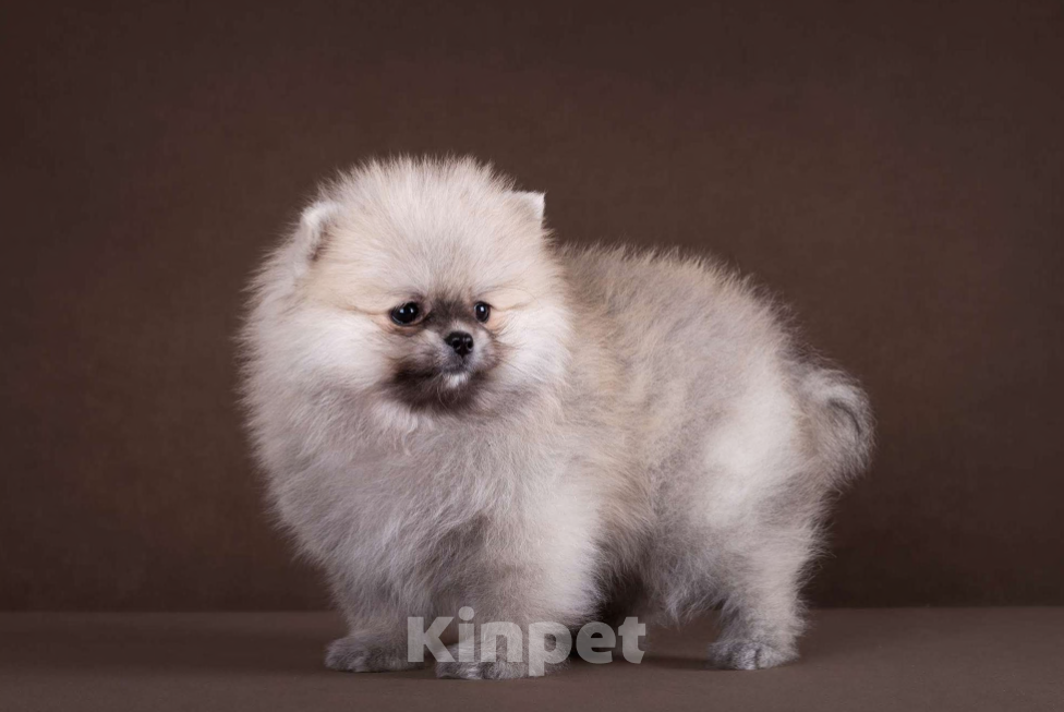 Собаки в Москве: Немецкий шпиц, померанский шпиц, щенок Мальчик, 70 000 руб. - фото 3