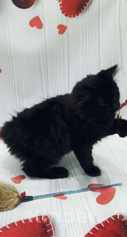 Кошки в Москве: Черный котёнок Мальчик, 35 000 руб. - фото 4