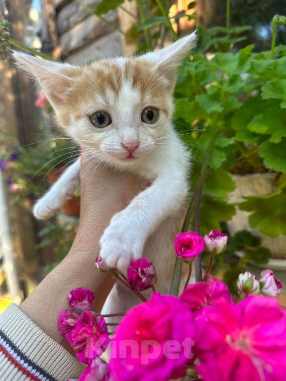 Кошки в Москве: Милый котёнок Драго ищет дом мечты Мальчик, Бесплатно - фото 5