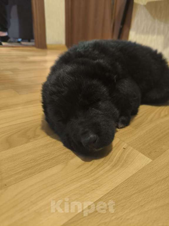 Собаки в Барнауле: Девочка сао Девочка, 20 000 руб. - фото 4