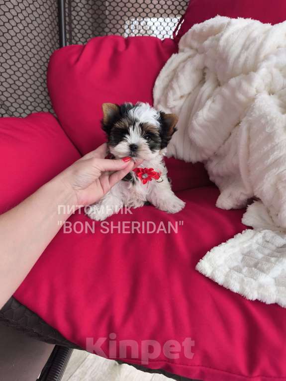 Собаки в Пушкино: Кукольная мини девочка  Девочка, Бесплатно - фото 1