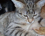 Кошки в Москве: Бенгальский котенок (метис) Лина, 10 месяцев, Бесплатно - фото 8