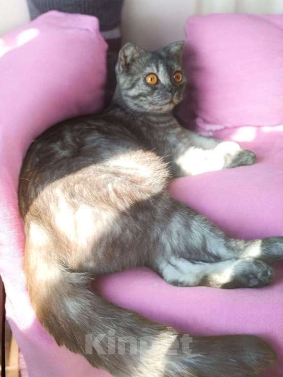 Кошки в других городах Московской области: Шотландочка Девочка, 900 руб. - фото 6