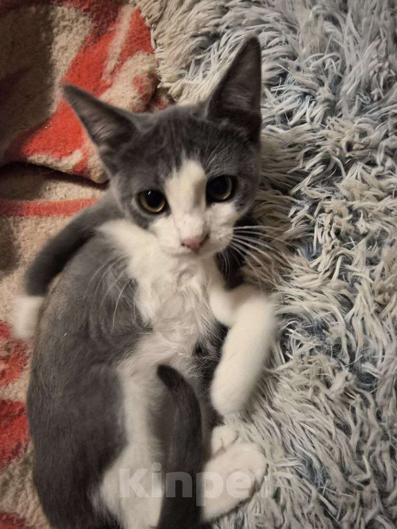 Кошки в Москве: Серж Мальчик, Бесплатно - фото 2