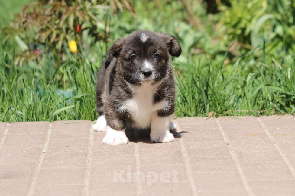 Собаки в Одинцово: Вельш Корги Кардиган Мальчик, 50 000 руб. - фото 1