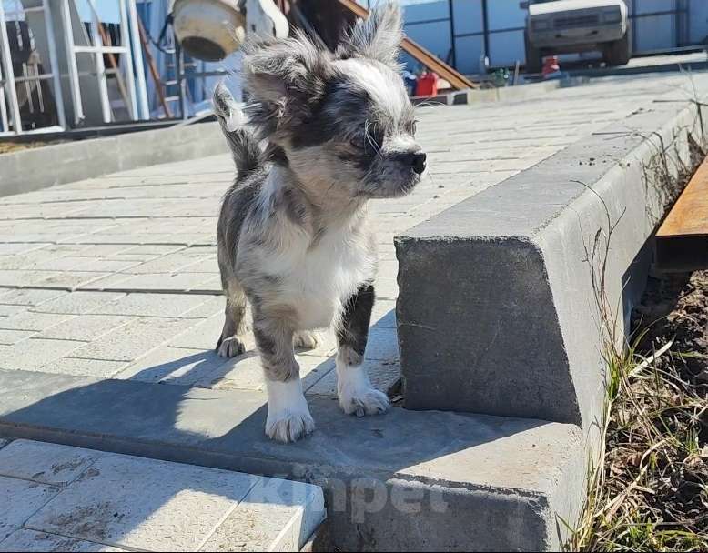 Собаки в Саратове: Красавчик Чихуахуа Мальчик, Бесплатно - фото 4