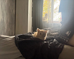 Кошки в других городах Башкортостана: Отдам даром Девочка, Бесплатно - фото 3