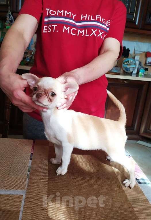 Собаки в Москве: красивая породная чихуахуа, девочка Девочка, 60 000 руб. - фото 3