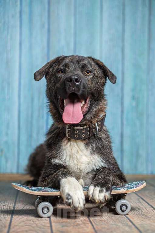 Собаки в Москве: Бульмастиф Алан в добрые руки Мальчик, 1 руб. - фото 6