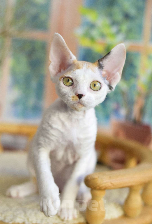 Кошки в Балашихе: Девочка Девон рекс черепашка  Девочка, 80 000 руб. - фото 1